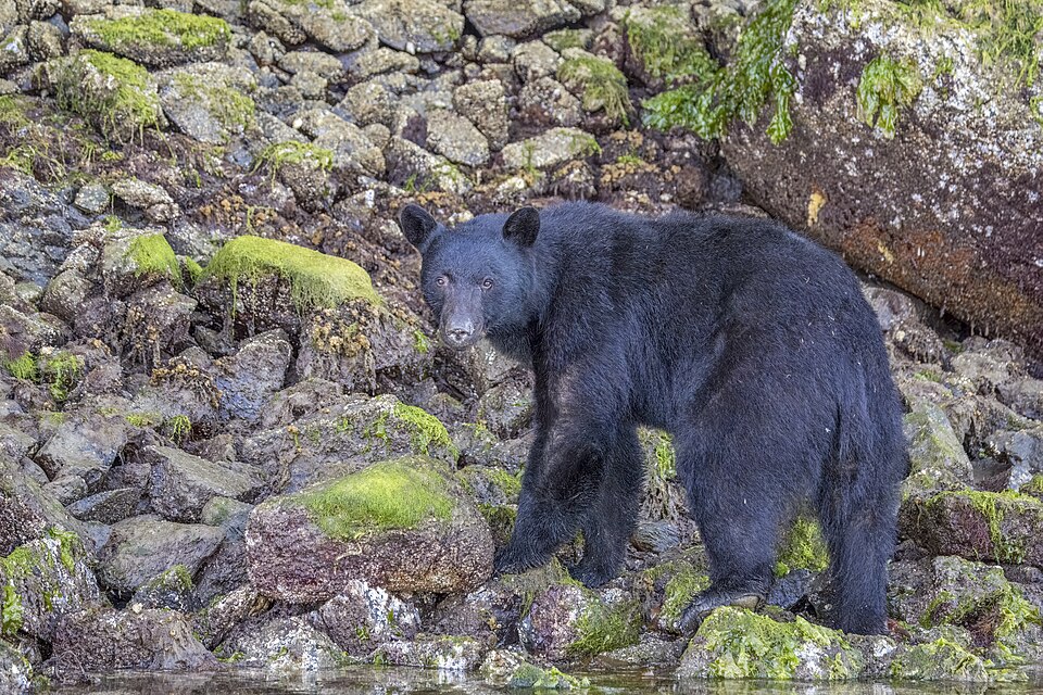 An American black bear