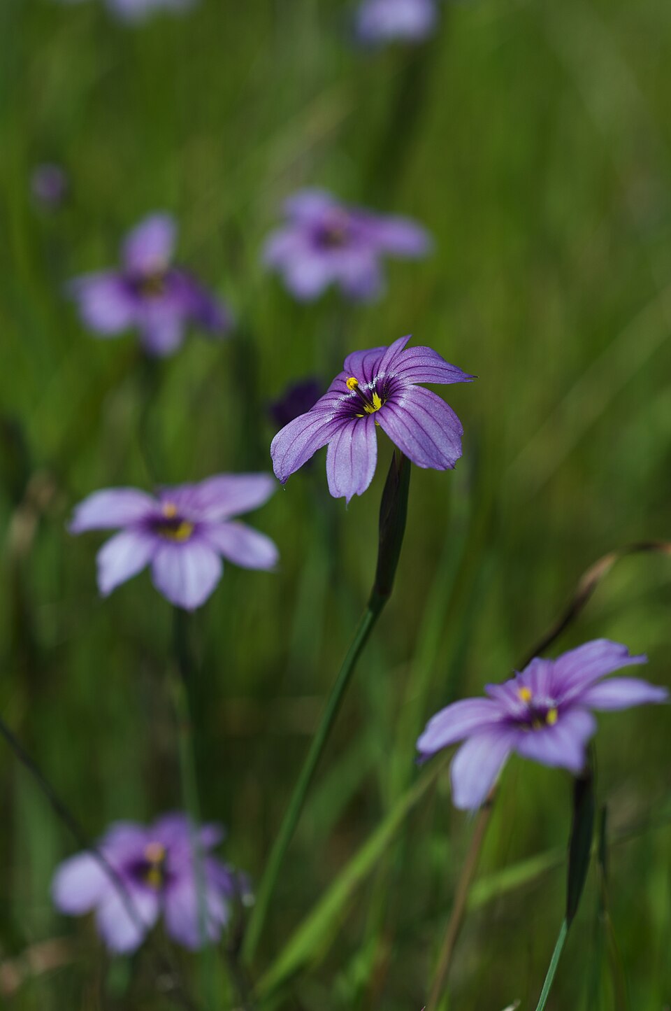 Violet blue-eyed grass flowers growing in the wild