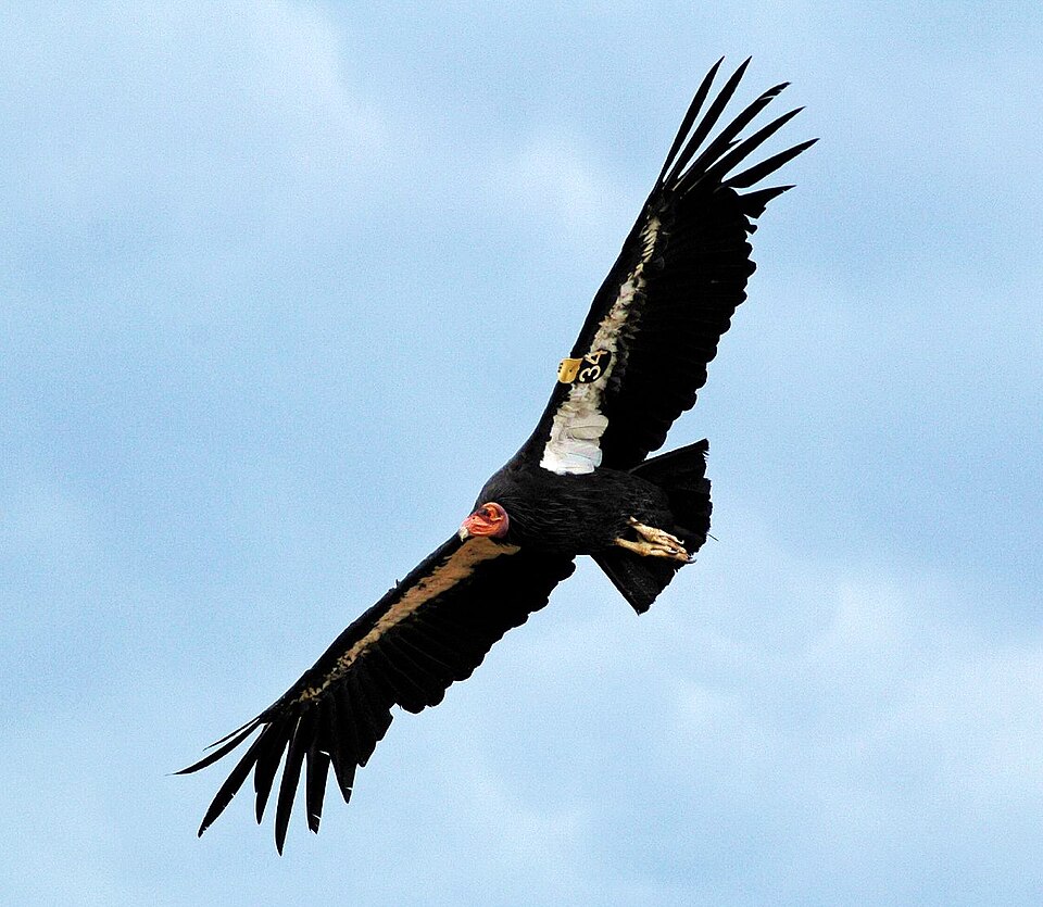 A California condor spreading its wings