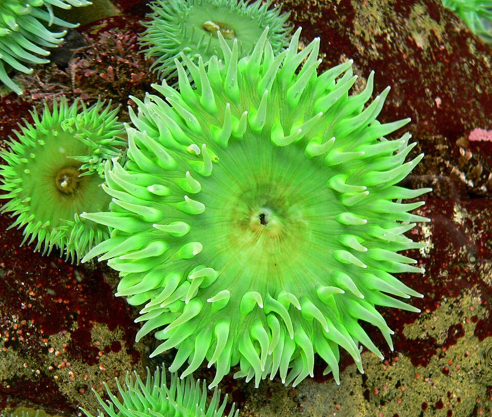 A bright green sea anemone in a tide pool