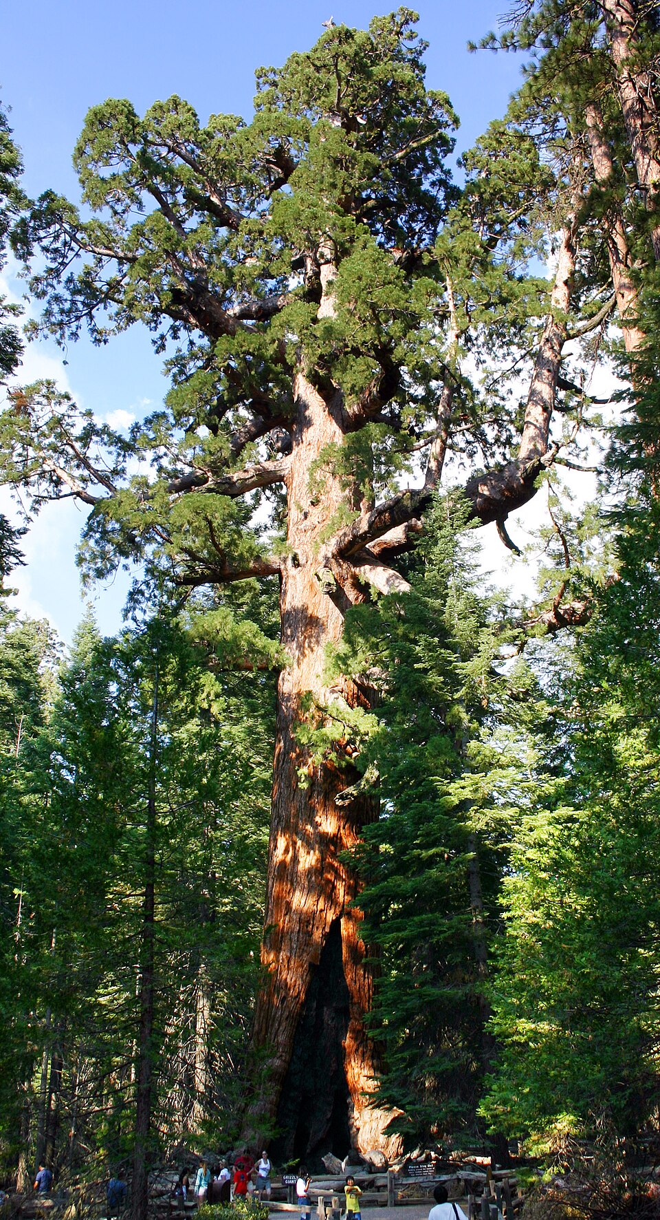 A giant sequoia tree