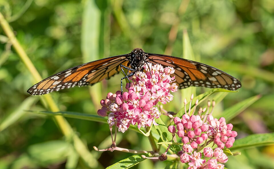 An orange and black monarch butterfly on a flower