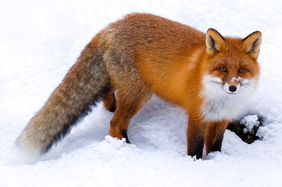 A red fox in its natural habitat
