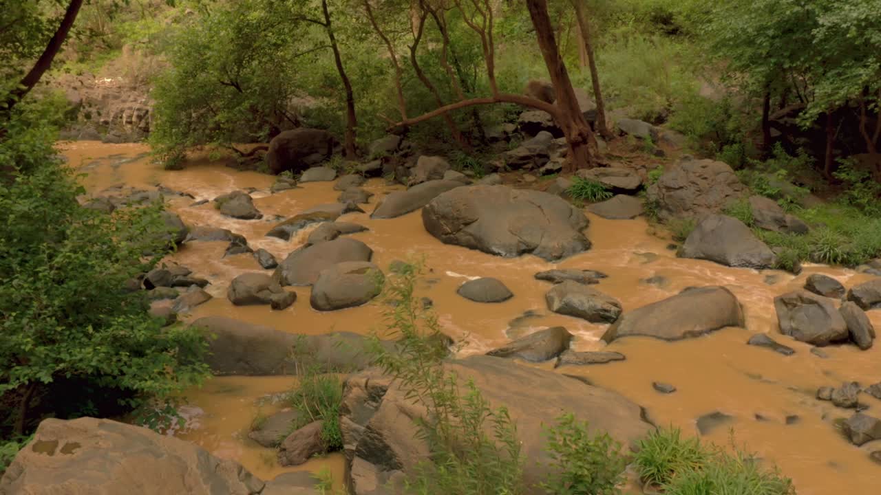 A stream winding through a lush forest